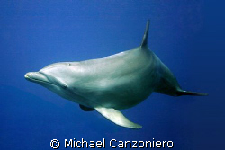 Annie, pregnant with her first; Curacao "Dolphin Academy"... by Michael Canzoniero 